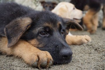 ジャーマン・シェパード・ドッグ【三重県・男の子・2016年5月2日・ブラックタン】の写真「お母さん輸入犬外産血統の甘えたな男の子♪」