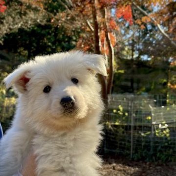 ホワイト・シェパード【三重県・男の子・2023年10月14日・ホワイト】の写真「モコモコくん、」