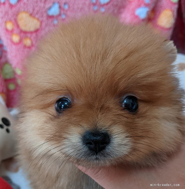 ポメラニアン 赤ちゃん かわいい