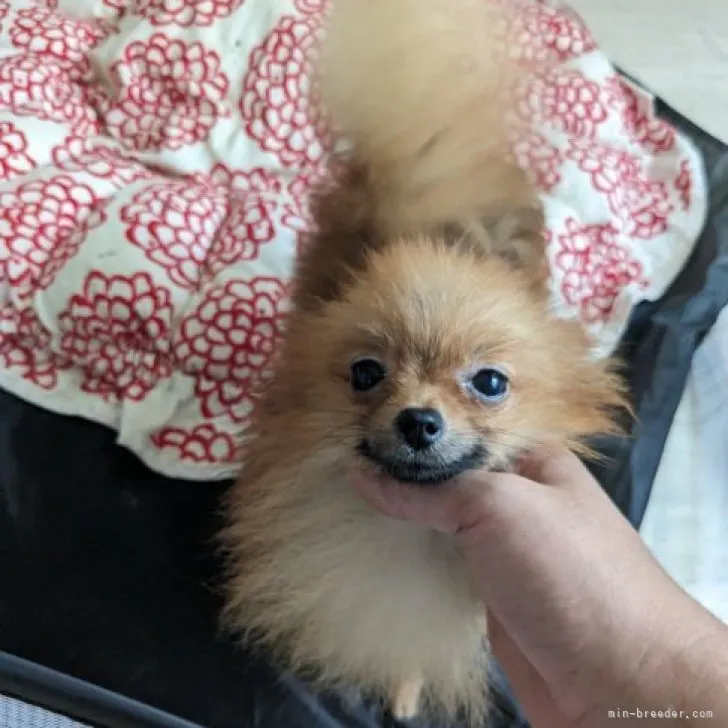 ID：2309-05069の子犬