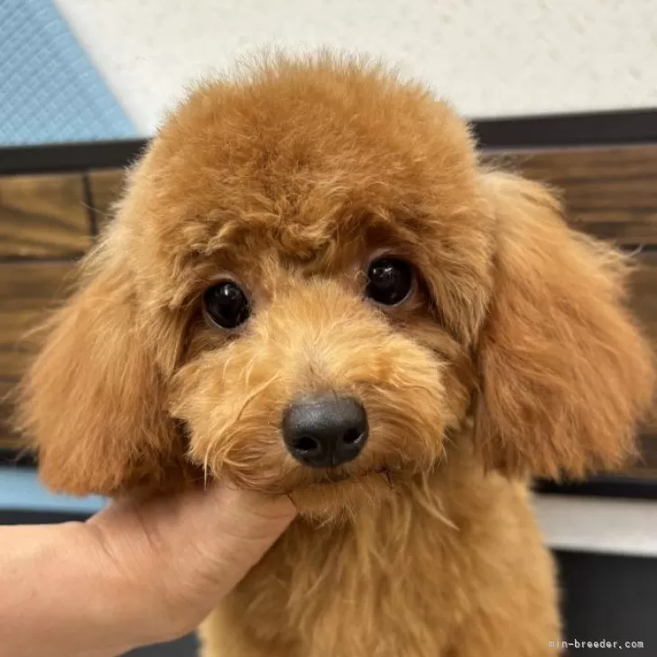 ID：2409-06200の子犬