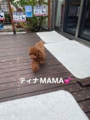 タイニープードル【・女の子・2023年11月29日・レッド】「2025年4月10日撮影」