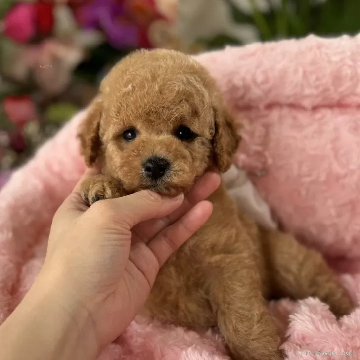 nao 様のお迎えした子犬