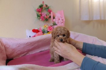 トイプードル(タイニー)【大阪府・男の子・2017年2月10日・アプリコット】の写真「お目目クリクリの男の子♪」