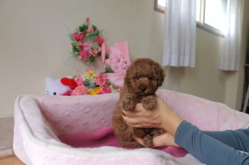 トイプードル(トイ)【大阪府・男の子・2017年2月15日・レッド】の写真「従順なタイプの優しい子♪」