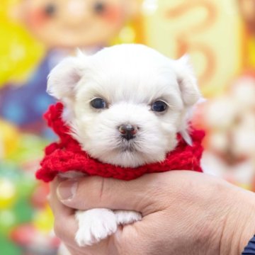 マルチーズ【大分県・女の子・2025年1月30日・ホワイト】の写真「東京・大阪・北海道・沖縄、対応可能です☆」