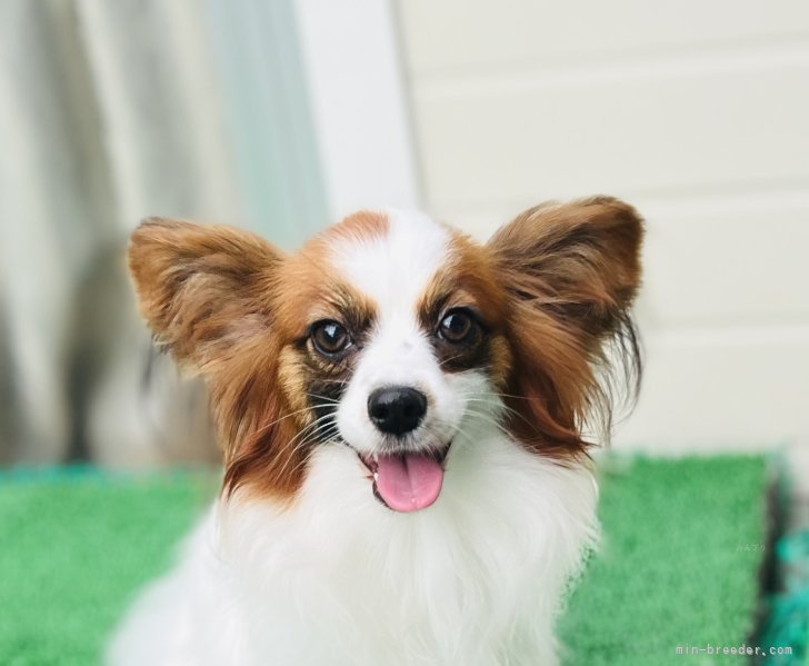 パピヨン子犬生まれました。 - 高知県のその他