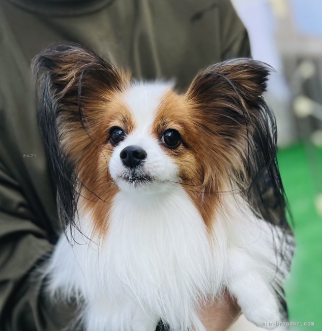 谷津由樹恵ブリーダーのブログ：最高に可愛いシリウス君🌟