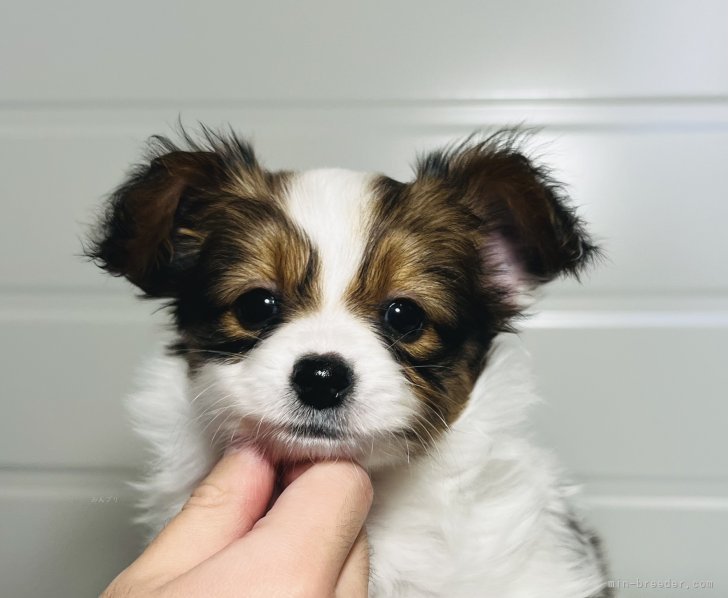 谷津由樹恵ブリーダーのブログ：11/23生まれの仔犬ちゃん