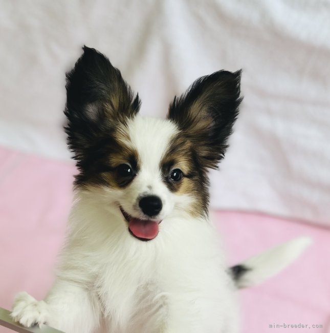 パピヨン子犬生まれました。 - 高知県のその他