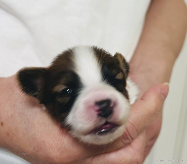 谷津由樹恵ブリーダーのブログ：1/2生まれの仔犬ちゃん