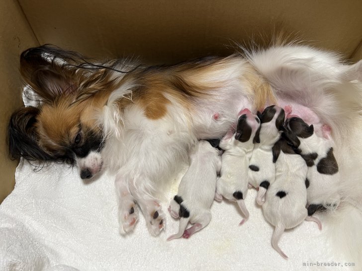 パピヨン子犬生まれました。 - beautifulbooze.com