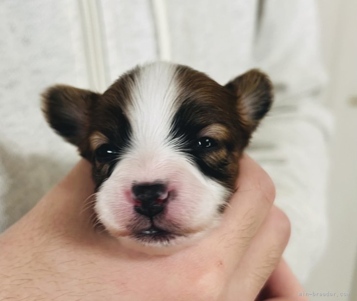 谷津由樹恵ブリーダーのブログ：1/2生まれの仔犬ちゃん