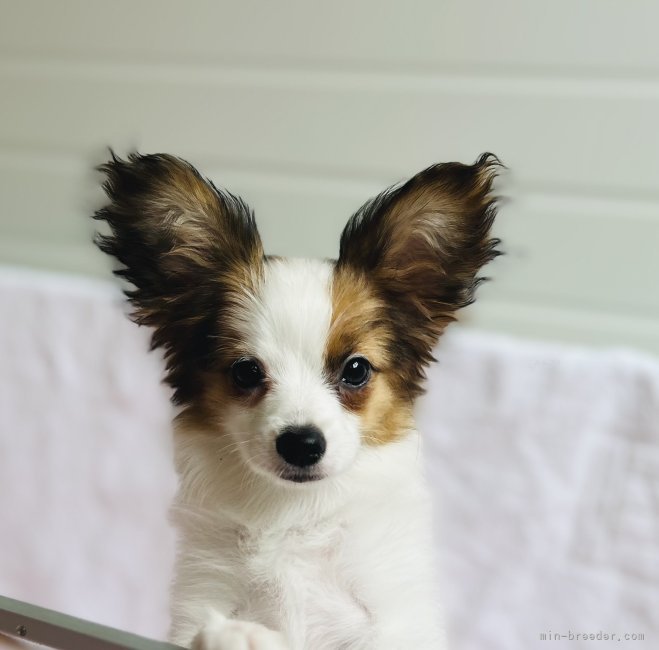 パピヨン子犬生まれました。 - 高知県のその他