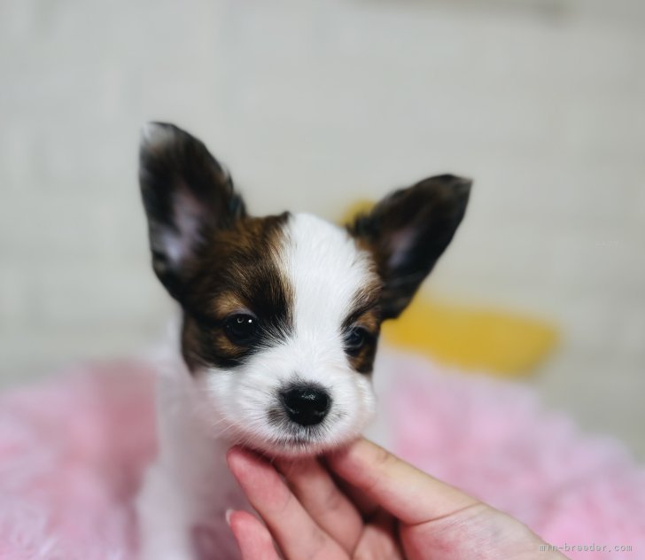 オファー パピヨン子犬生まれました。