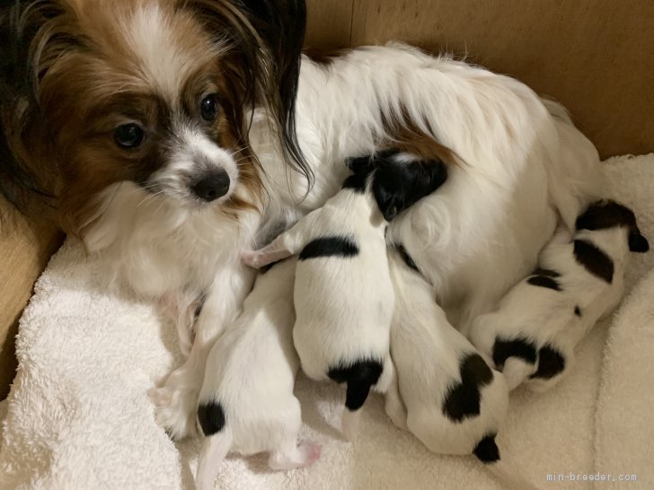 谷津由樹恵ブリーダーのブログ｜2019／4／20、パピヨン子犬生まれました。(19.4.26)｜みんなのブリーダー