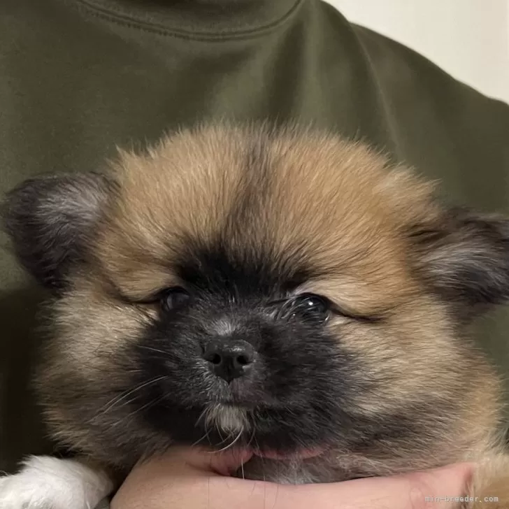 くま 様のお迎えした子犬