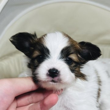 パピヨン【埼玉県・女の子・2024年12月3日・ホワイト アンド レッド】の写真「明るいカラーの小ぶり姫💕パパはチャンピオン」