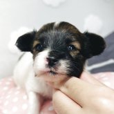 パピヨン
