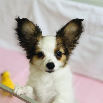 パピヨン子犬生まれました。 - 高知県のその他