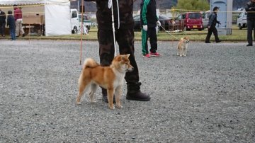 山梨県でおすすめの柴犬のブリーダー特集 みんなのペットライフ