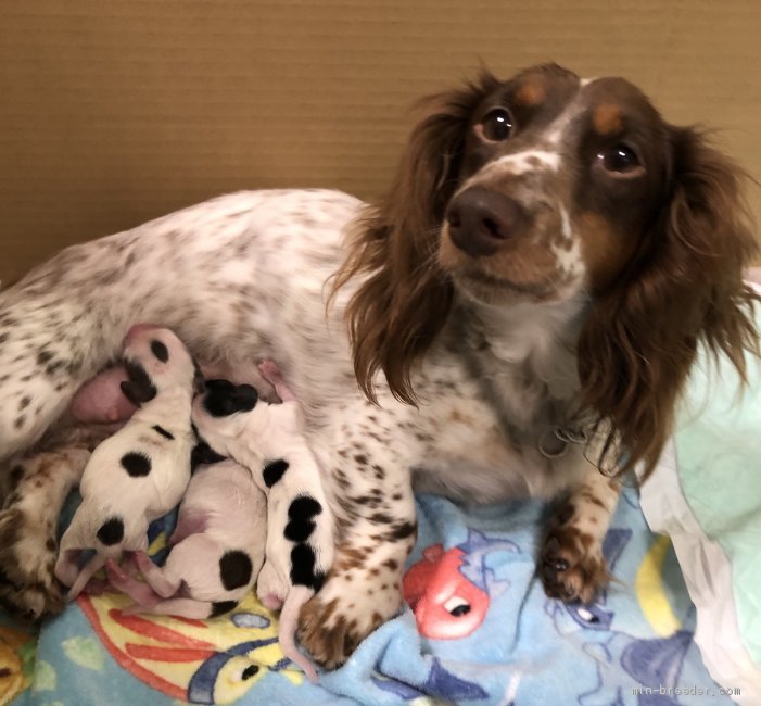 高井明美ブリーダーのブログ 5月17日 パイボールド子犬三匹生まれました 19 5 17 みんなのブリーダー