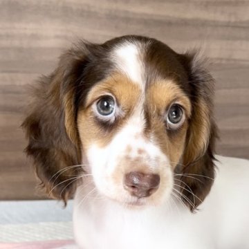 ミニチュアダックスフンドの子犬を探す｜ブリーダー直販の子犬販売【みんなのブリーダー】