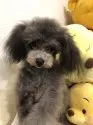 ティーカッププードル【神奈川県・男の子・2019年2月27日・シルバー】の写真3