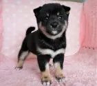 柴犬(標準サイズ)【長崎県・男の子・2021年3月15日・黒】の写真2