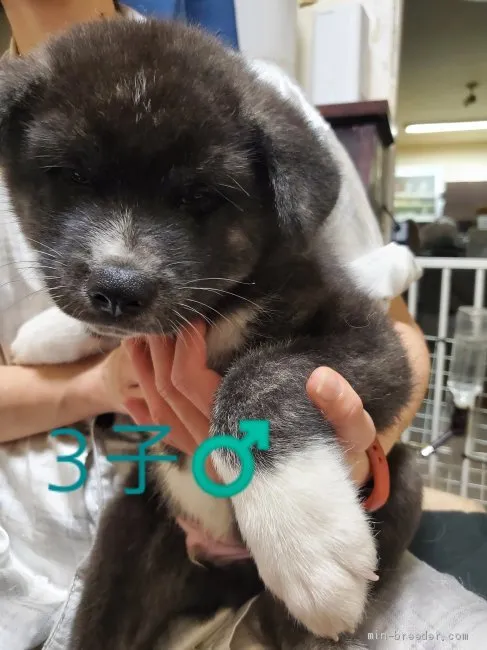 秋田犬【北海道・男の子・2020年8月3日・虎毛】の写真1「9/29撮影」