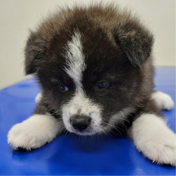 秋田犬【北海道・男の子・2024年8月10日・虎毛】の写真「黒虎の男の子」