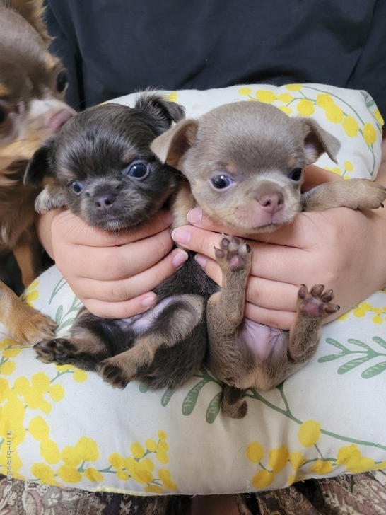 伊藤香ブリーダーのブログ：子犬が益々可愛いくなっています💖