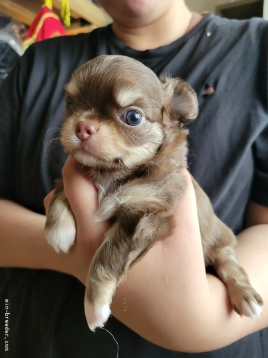 伊藤香ブリーダーのブログ：キレイな子犬生まれてます💖