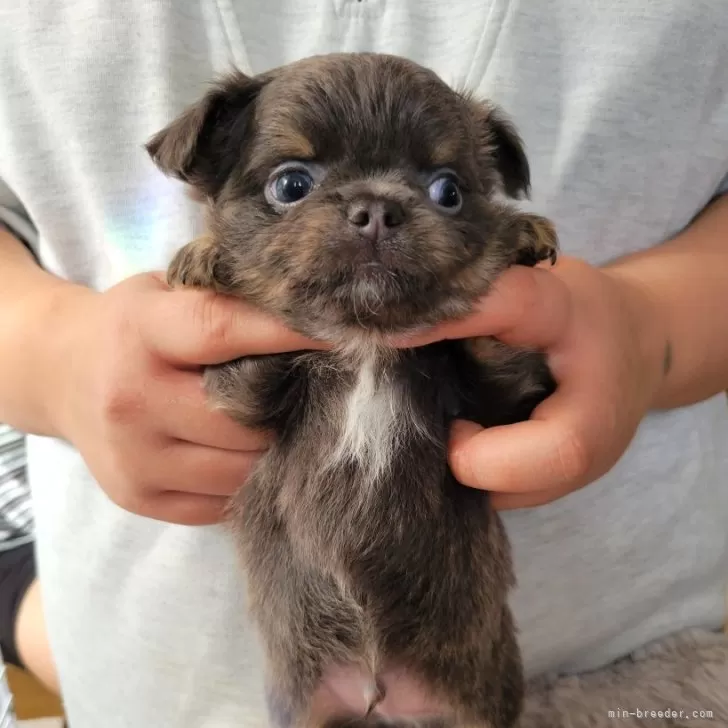 とにかく面白い子犬🎵育てて手応えがありそう✨ | チワワ(ロング)