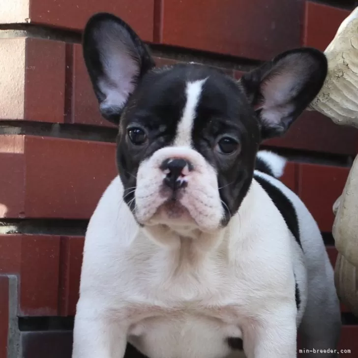 ヒロ 様のお迎えした子犬