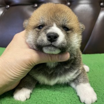 豆柴【滋賀県・男の子・2024年10月27日・赤】の写真「コロコロ君」