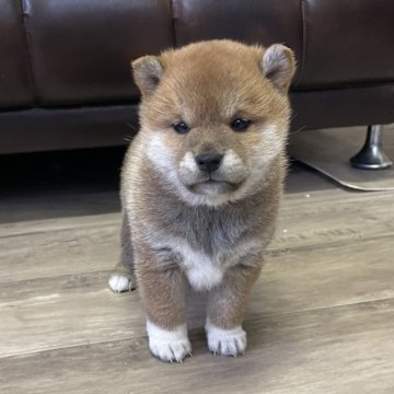 柴犬(標準サイズ)【滋賀県・女の子・2024年10月16日・赤】の写真「しっぽフリフリの懐っこいちゃん♡」