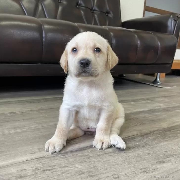 のり 様のお迎えした子犬