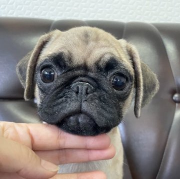 パグ【滋賀県・女の子・2024年7月11日・フォーン】の写真「小さな女の子♡健康診断異常なしの健康優良児」