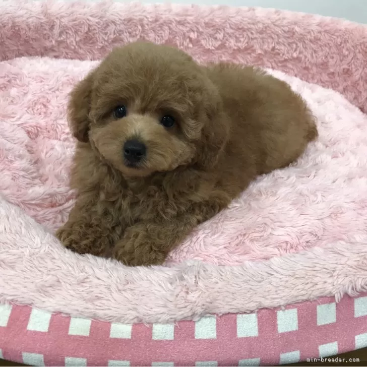 ももちゃん 様のお迎えした子犬