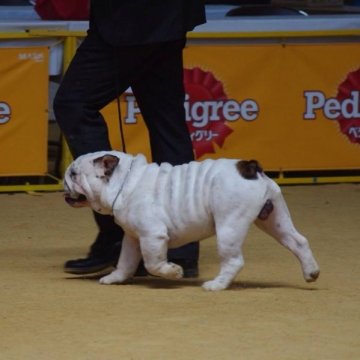 中部 東海でおすすめのチャウチャウのブリーダー特集 みんなのペットライフ