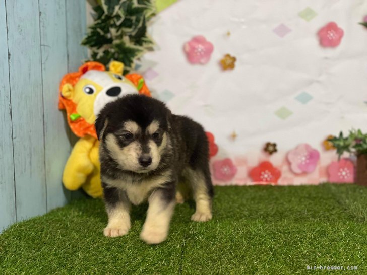 ミックス ゴールデン ハスキー 愛知県 女の子 21年5月12日 ブラック クリーム 可愛いミックス の仔犬です みんなのブリーダー 子犬id 2107