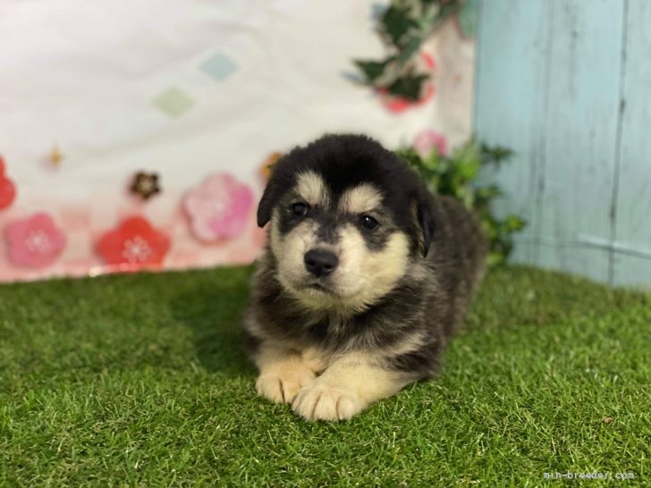 ミックス ゴールデン ハスキー 愛知県 女の子 21年5月12日 ブラック クリーム 可愛いミックス の仔犬です みんなのブリーダー 子犬id 2107