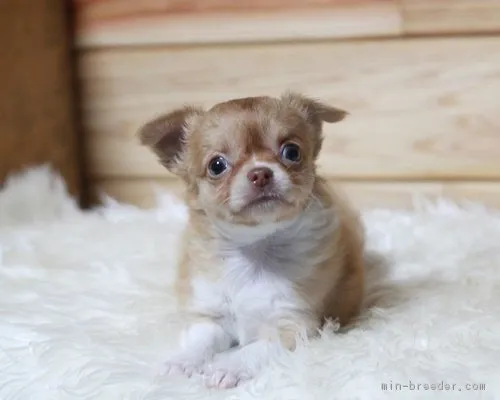 WAON 様のお迎えした子犬