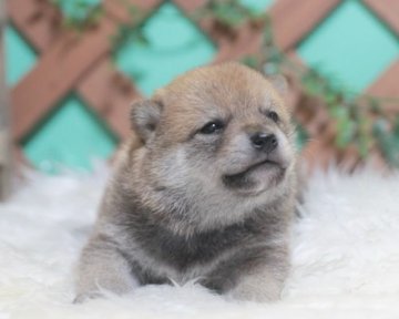 柴犬(標準サイズ)【熊本県・男の子・2015年3月23日・赤】の写真「」