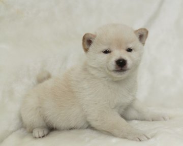 柴犬(標準サイズ)【熊本県・男の子・2013年11月23日・白】の写真「ハンサム君でしょ♪」