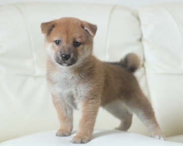 柴犬(標準サイズ)【熊本県・男の子・2013年8月23日・赤】の写真「大人しいママのもとで育ってます」