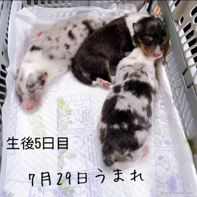 両親共小ぶり🐾ママ5.4kg パパ6kg🐾　4匹とも綺麗な子✨✨｜吉岡　ゆかり(よしおか　ゆかり)ブリーダー(香川県・シェットランドシープドッグなど・JKC登録)の紹介写真3