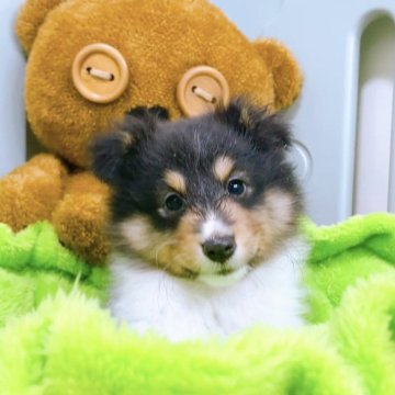 シェットランドシープドッグ【香川県・女の子・2024年7月29日・トライカラー】の写真「フルカラーの小ぶりでお顔の整った女の子」