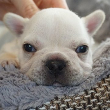 フレンチブルドッグ【岡山県・男の子・2023年7月30日・クリーム】の写真「甘えん坊な男の子」